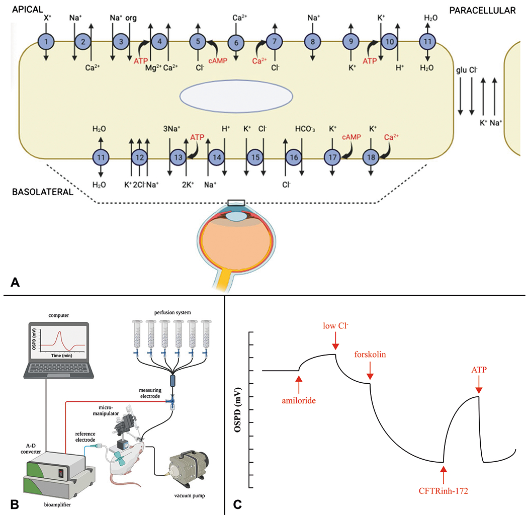 Fig. 1