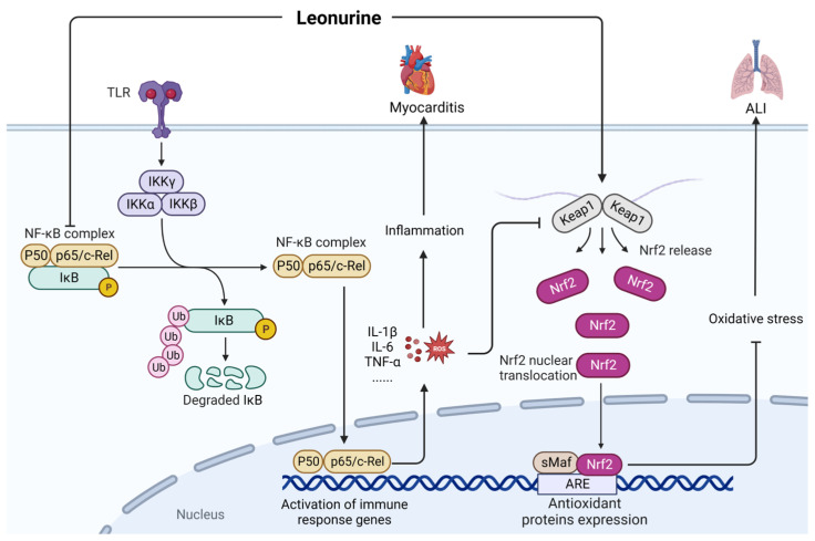 Figure 17