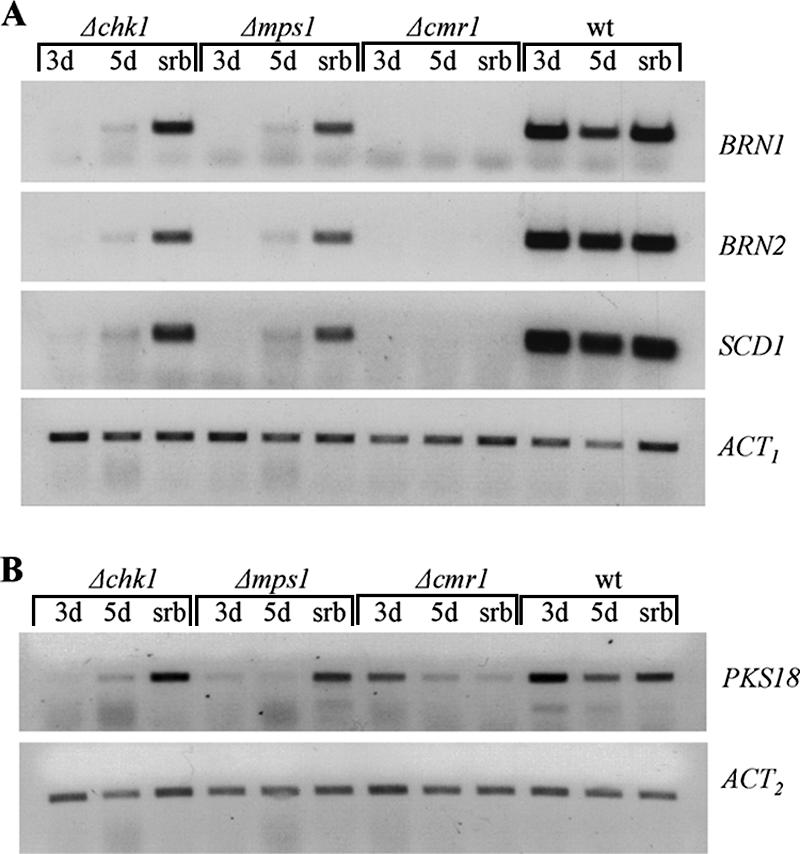 FIG. 5.