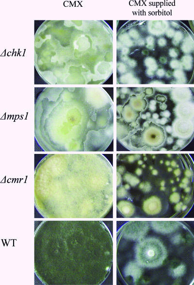 FIG. 4.