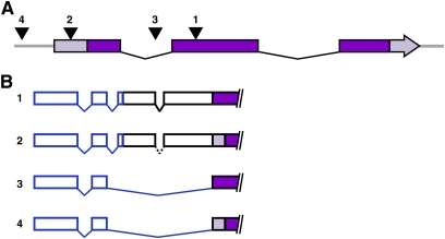 Figure 2.—