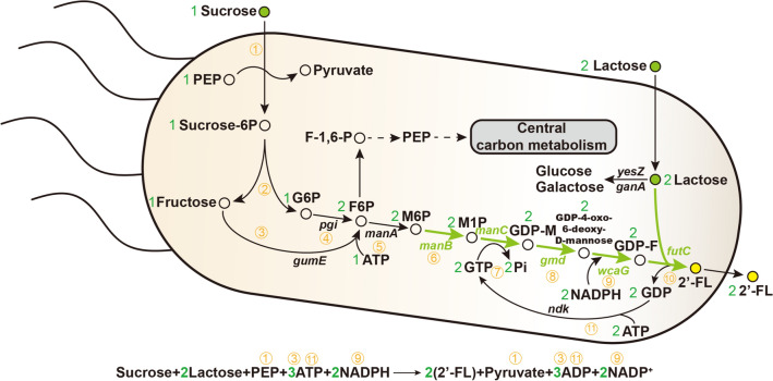 Fig. 1