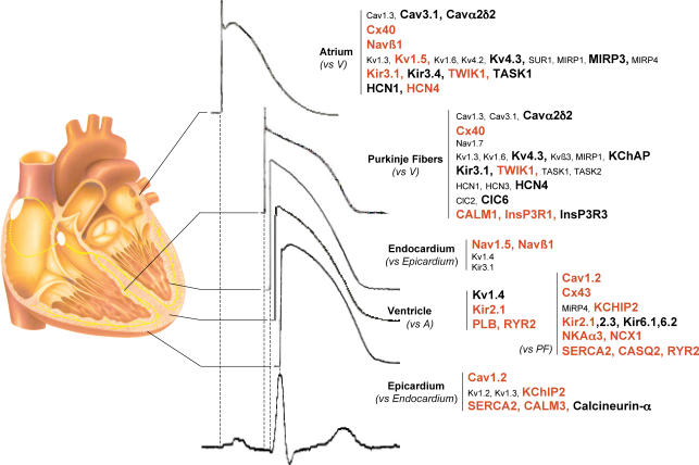 Figure 8