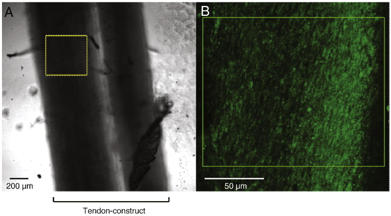 Fig. 10