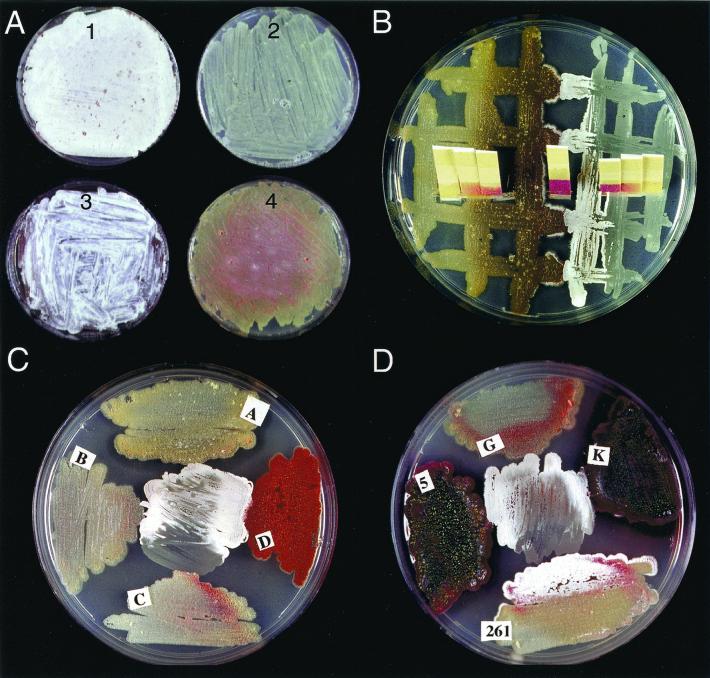 FIG. 3