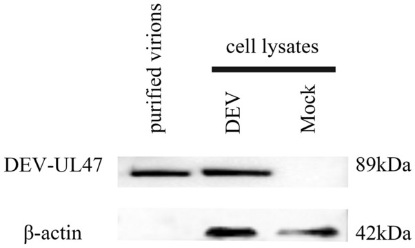 Figure 3