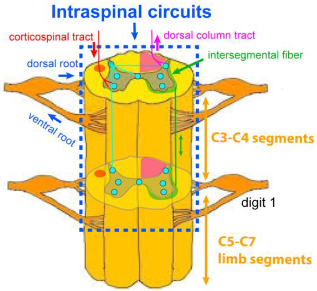 Figure 7.