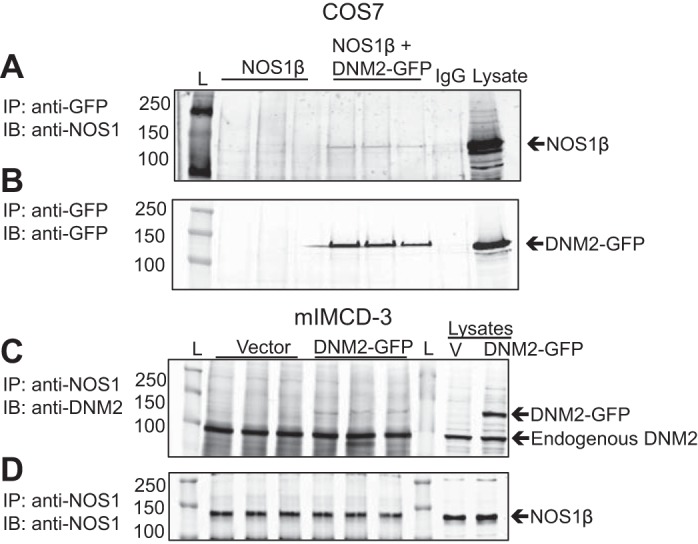 Dynamin-2 is a novel NOS1β interacting protein and negative regulator ...