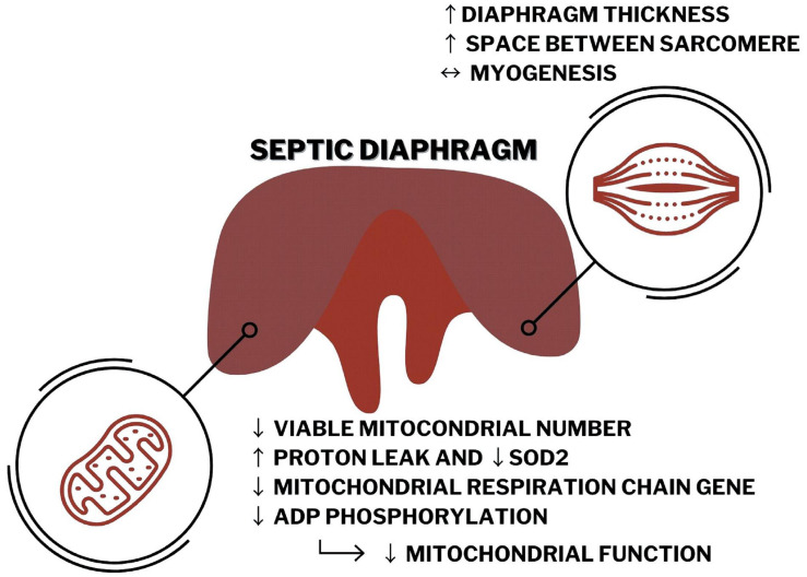 graphic file with name fphys-12-704044-g007.jpg