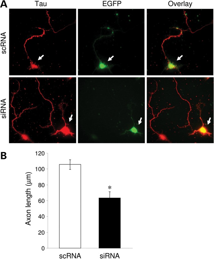 Figure 4.