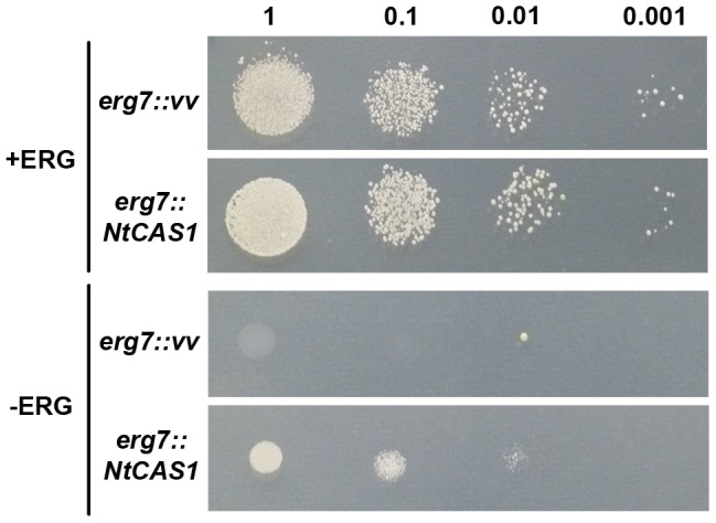 Figure 6