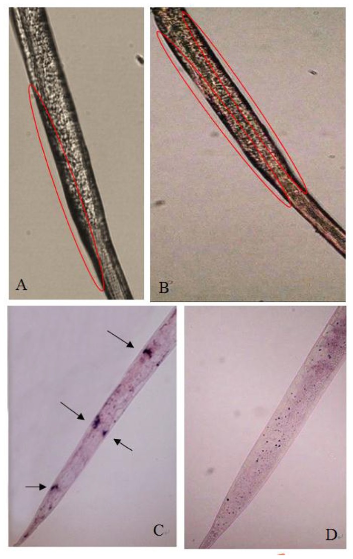 Fig 6