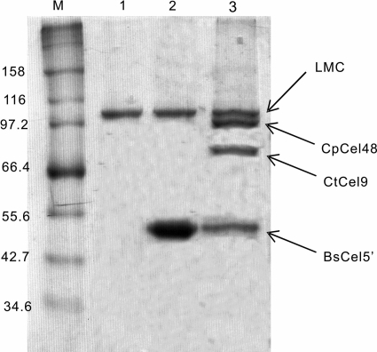 Fig 3