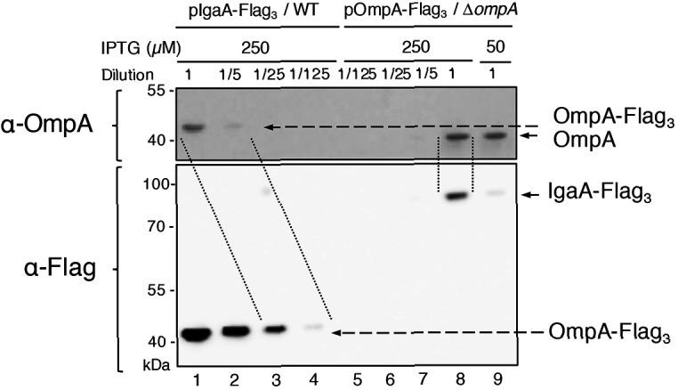 Figure 5—figure supplement 1.