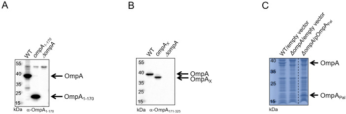 Figure 3—figure supplement 2.