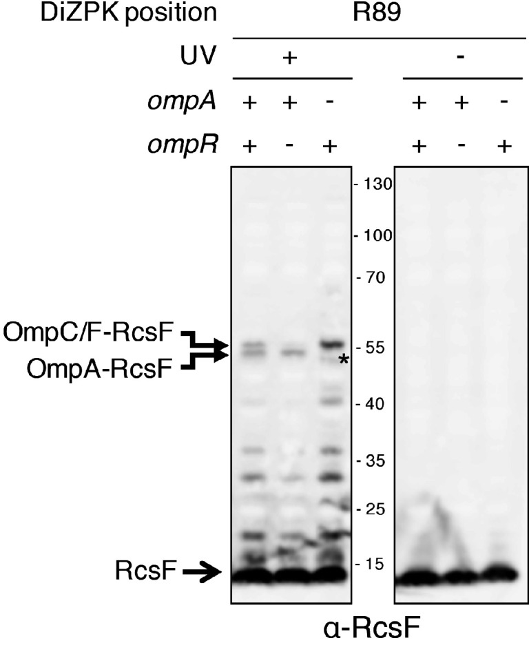 Figure 1—figure supplement 2.