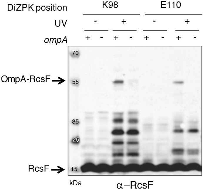 Figure 1—figure supplement 1.