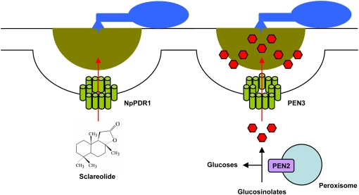 Figure 3.