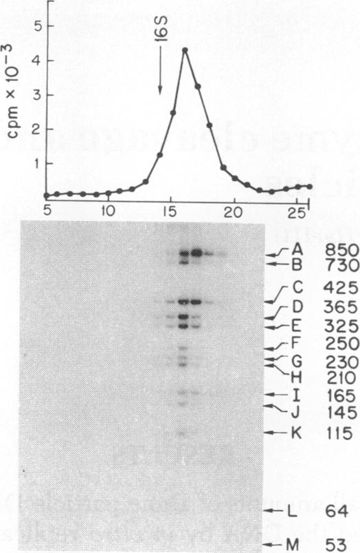 graphic file with name pnas00062-0412-a.jpg