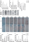 Figure FIG. 2.