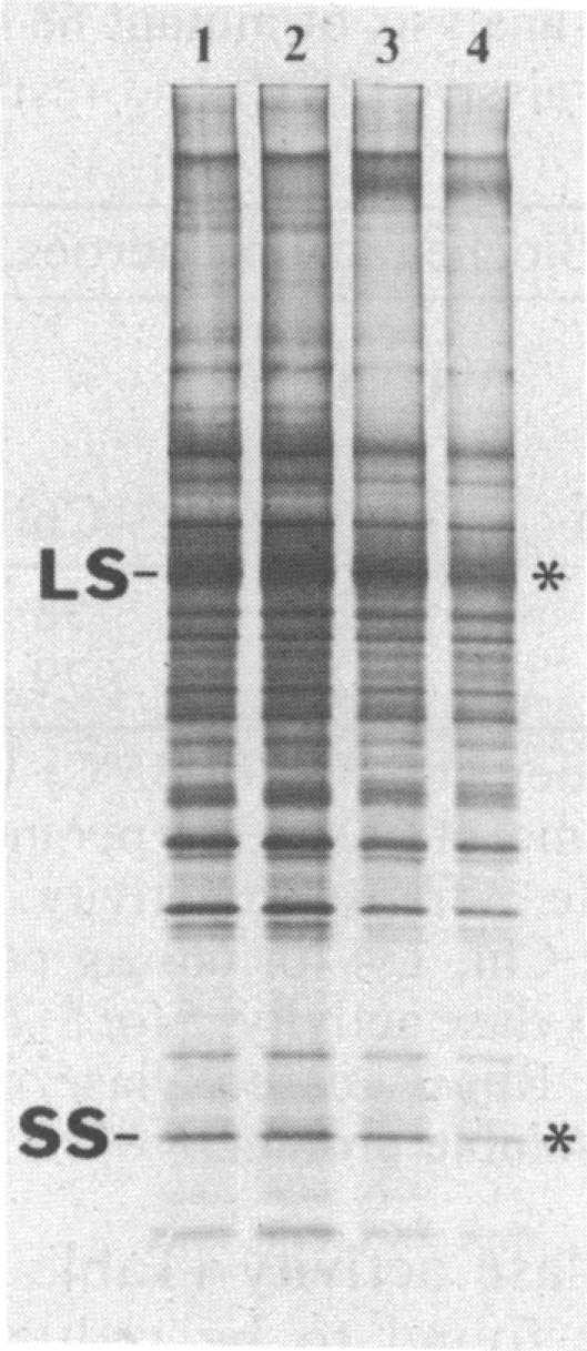 graphic file with name pnas00265-0129-a.jpg