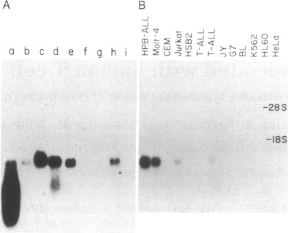 graphic file with name pnas00272-0279-a.jpg