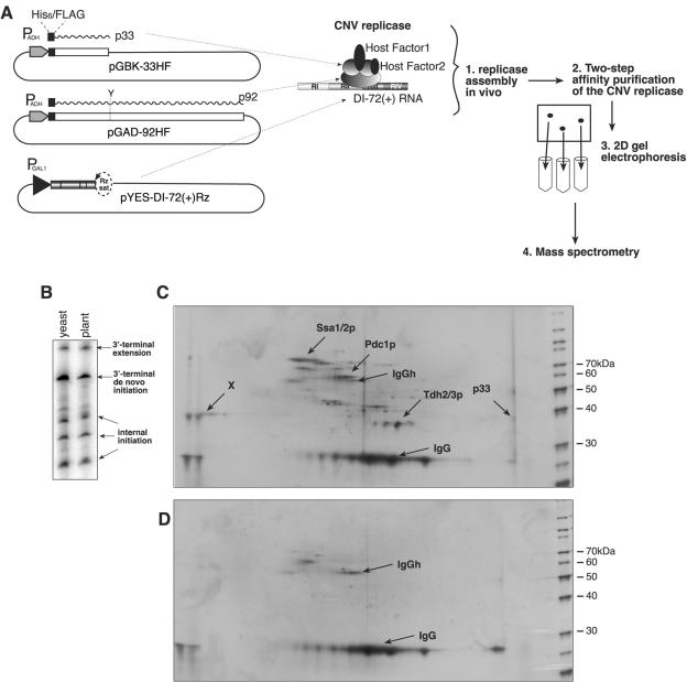 FIG. 1.