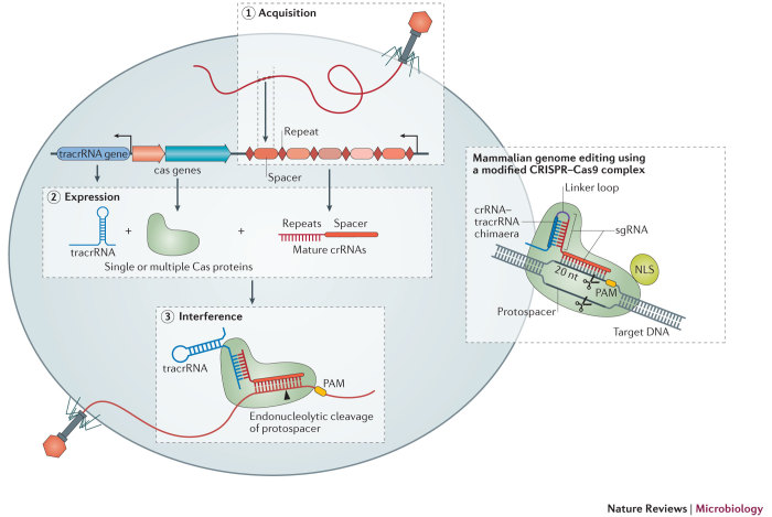 Box 1: CRISPR–Cas-mediated adaptive immunity