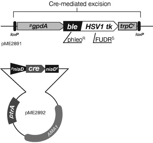 FIG. 1.