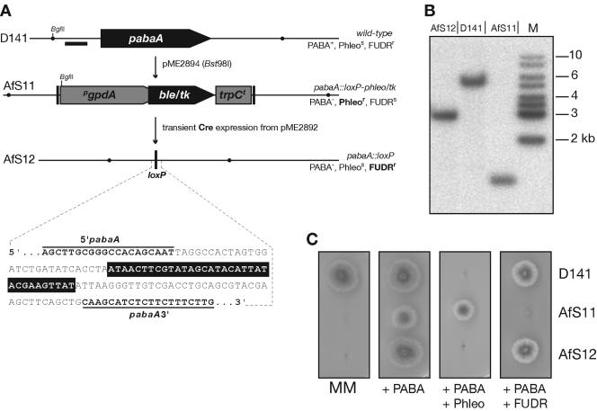 FIG. 2.