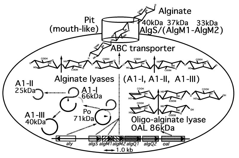 FIG. 1