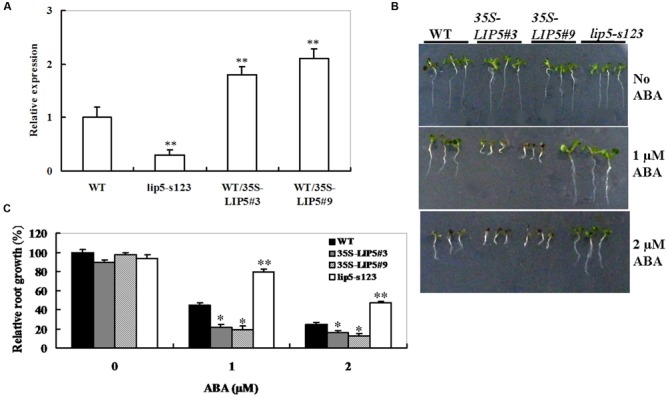 FIGURE 4