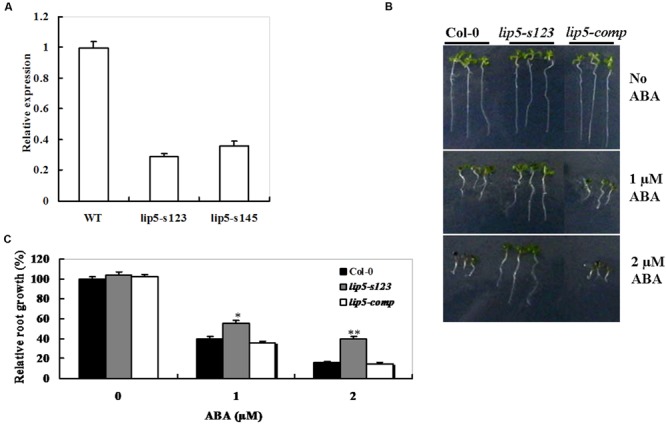 FIGURE 3