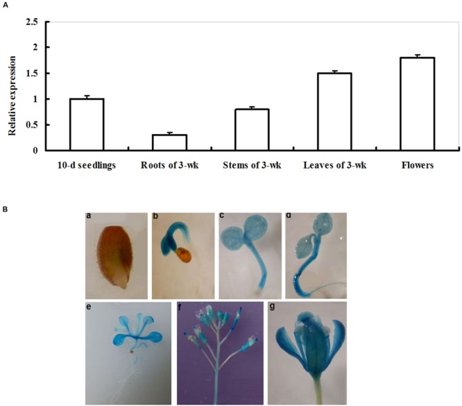 FIGURE 1