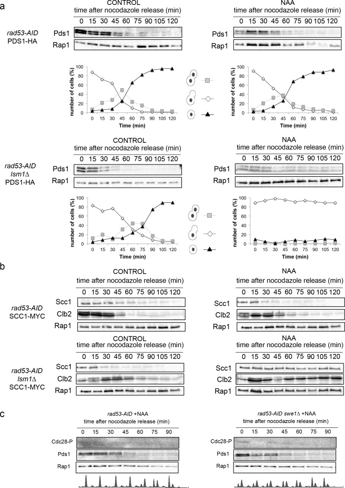 Figure 6—figure supplement 1.