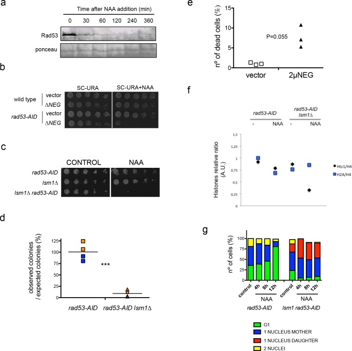 Figure 3—figure supplement 1.