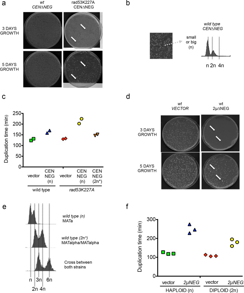 Figure 1—figure supplement 1.