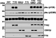 Extended Data Fig. 4