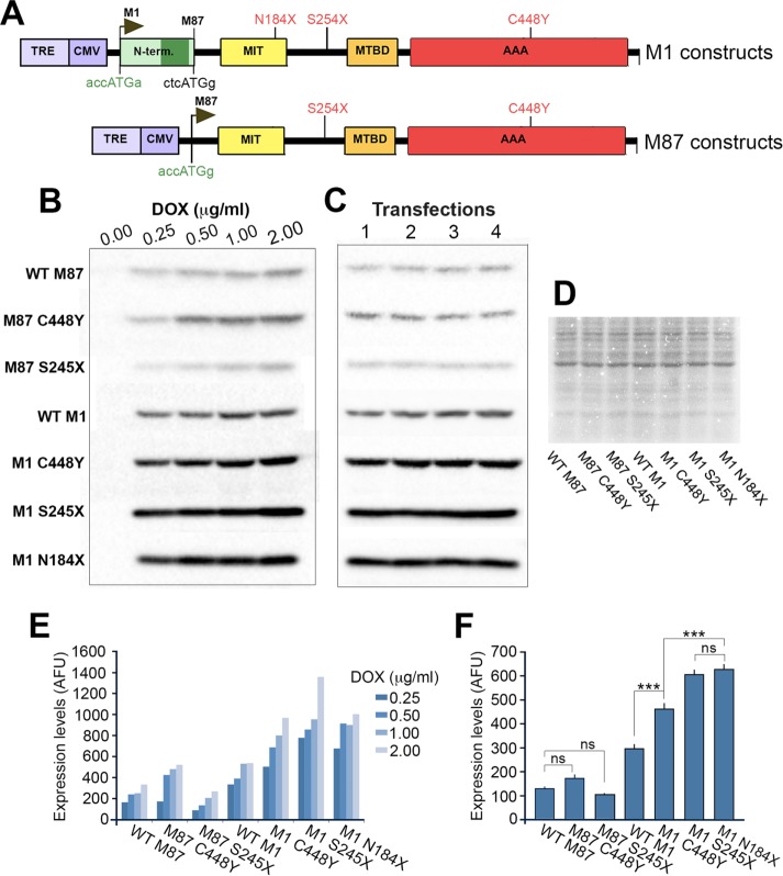 FIGURE 5: