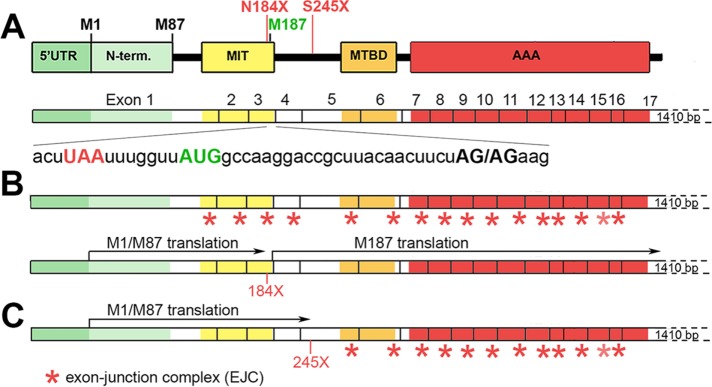 FIGURE 4: