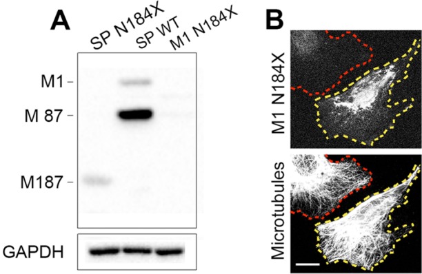 FIGURE 6: