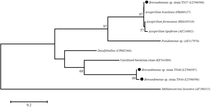 Figure 2