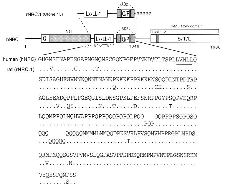 FIG. 1