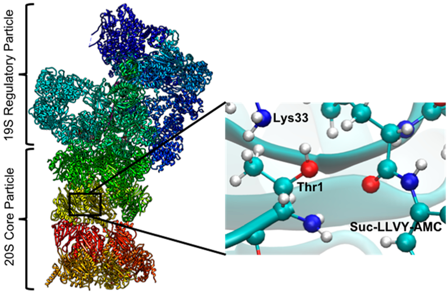 Exploring the Proteolysis Mechanism of the Proteasomes Biology Diagrams