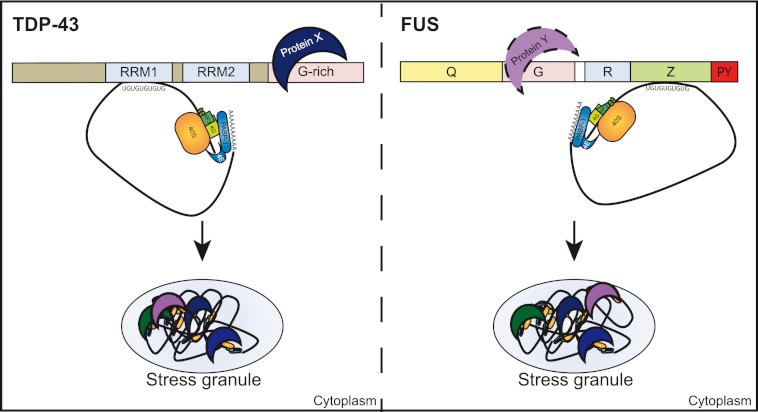 FIGURE 11.