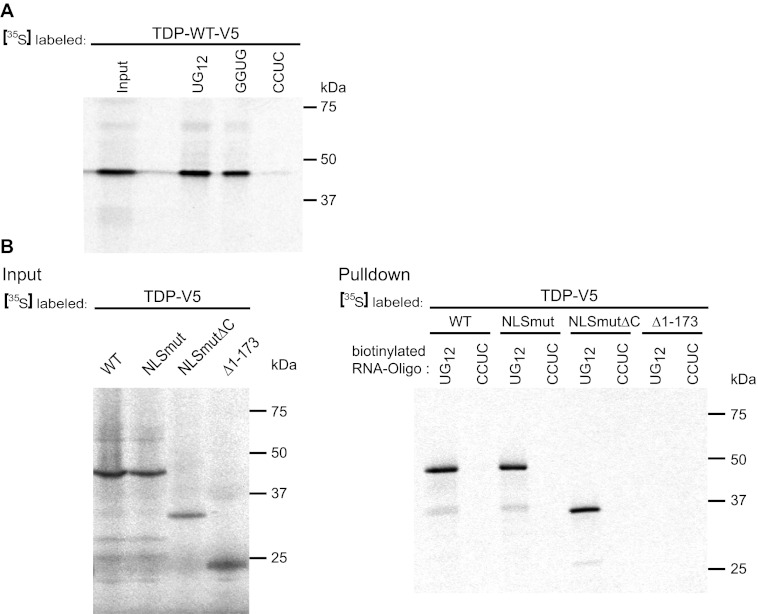 FIGURE 10.