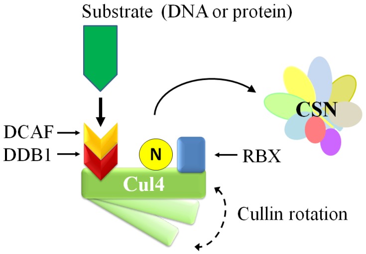 Figure 6