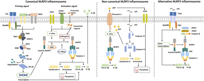 FIGURE 2