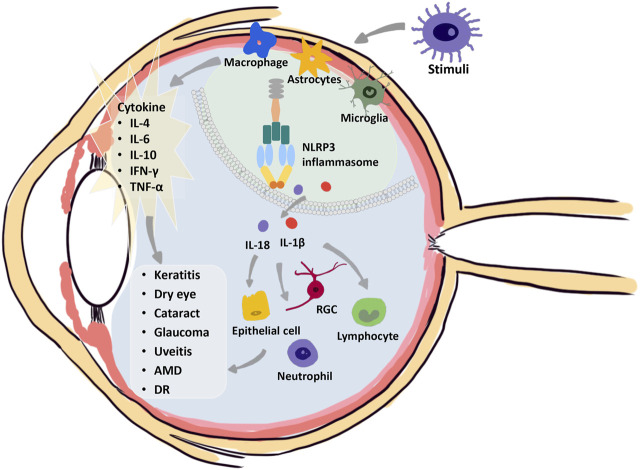 FIGURE 3