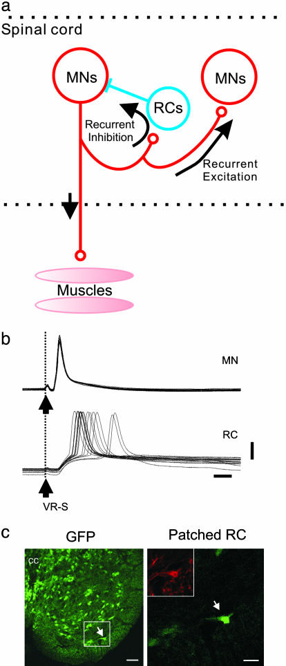 Fig. 1.